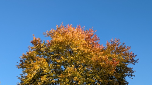 October 2025 Yellow Leaves in Tree, 